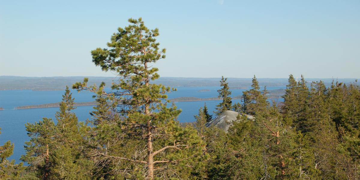 Korvan kunto-ohjelma