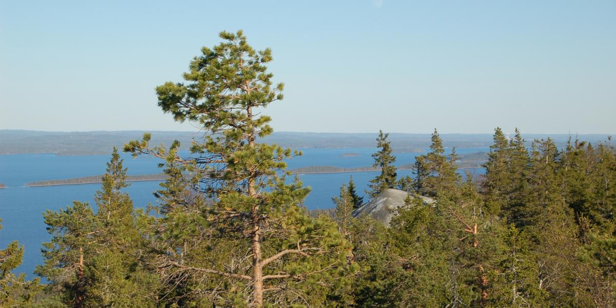 Korvan kunto-ohjelma